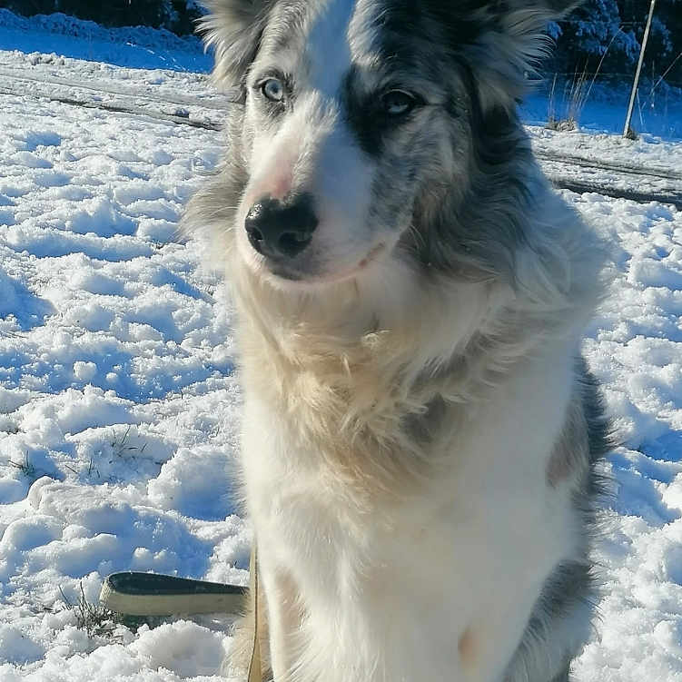 Lord a rejoint le concours — aidez-le/la à gagner de superbes lots ! dog, snow, outdoor, winter, animal, pet, fur, sitting, canine, nature, cold, forest, daylight, cute, mammal, portrait, blue_eyes, fluffy, landscape, background
