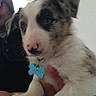 adorable, animal_portrait, black_spots, blue_eyes, bone_shaped_tag, canine, close_up, companion, cute, dog, domestic_animal, fluffy, hand, indoors, person_holding, pet_tag, pink_nose, puppy, white_fur, young_dog