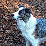 alert, animal, autumn, border_collie, brown, canine, dog, ears, forest, fur, gray, leaves, mammal, nature, outdoor, pet, side_view, snout, standing, white