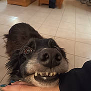 Love a rejoint le concours — aidez-le/la à gagner de superbes lots ! dog, close_up, teeth, playful, hand, floor, tile, wooden_furniture, indoor, pet, animal, black_fur, brown_eye, human_hand, nail_polish, snout, canine, cheerful, interaction, domestic
