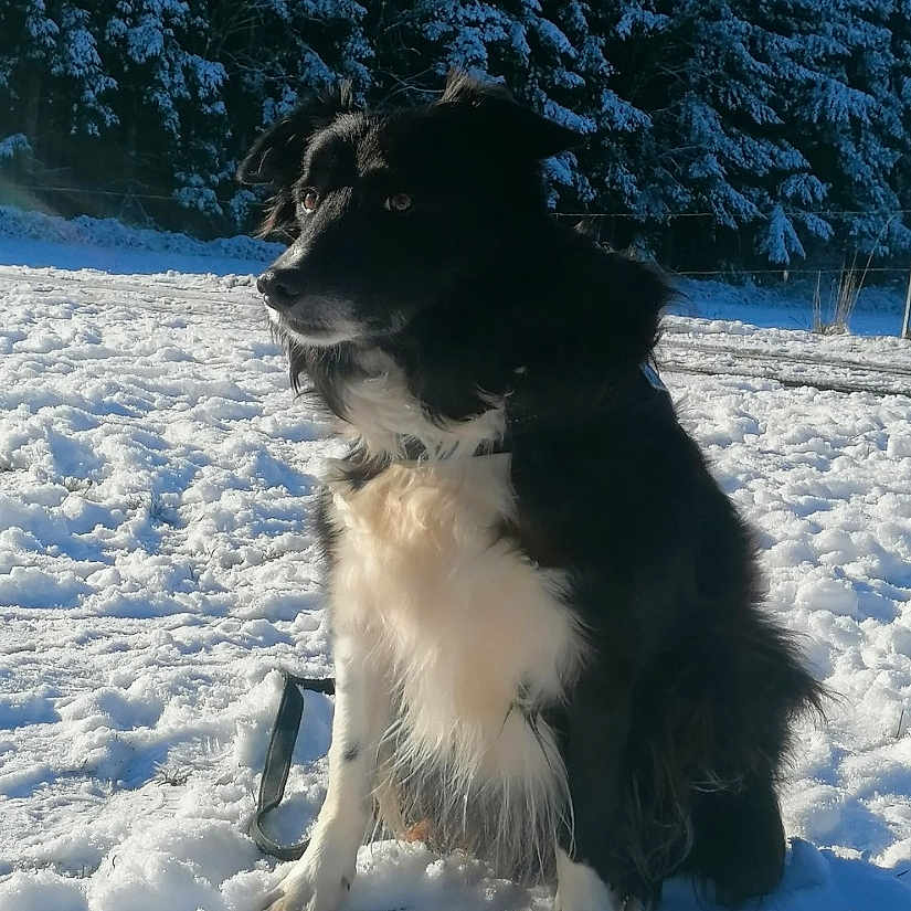 Love a rejoint le concours — aidez-le/la à gagner de superbes lots ! dog, snow, winter, outdoor, animal, black_and_white, fur, pine_trees, nature, cold, sunlight, pet, canine, sitting, forest, daylight, landscape, mammal, winter_climate, alert