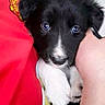 Love a rejoint le concours — aidez-le/la à gagner de superbes lots ! puppy, dog, black_and_white, blue_eyes, cute, pet, animal, young, small_paws, human_hand, red_shirt, indoor, close_up, adorable, friendly, fur, portrait, companionship, cuddle, domestic_animal