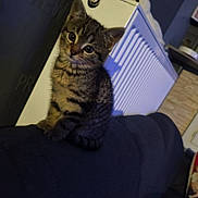Brooklyn a rejoint le concours — aidez-le/la à gagner de superbes lots ! kitten, cat, tabby, indoor, couch, radiator, curious, pet, feline, sitting, head_tilt, cozy, young_animal, domestic, fur, whiskers, small_animal, cute, home, portrait