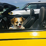 Lacy is registered to the contest to win money with this photo: dog, car, convertible, yellow_car, window, pet, happy, smiling, outdoor, sunny, fur, animal, transportation, vehicle, road_trip, leisure, parked_car, seat, sky, daytime