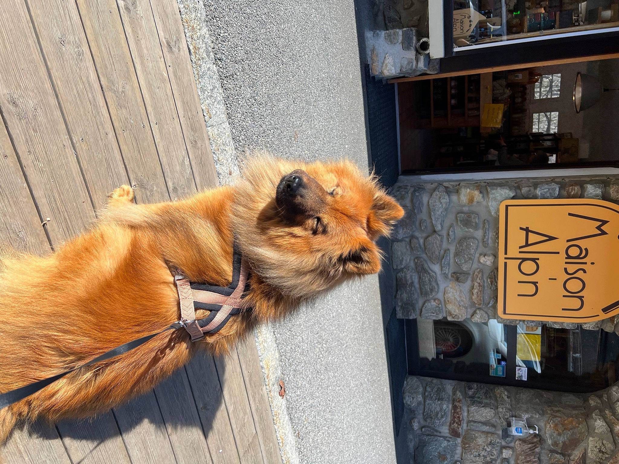Phoxie a rejoint le concours — aidez-le/la à gagner de superbes lots ! big_cats, building, carnivore, cat, companion_dog, dog_breed, domestic_short_haired_cat, fawn, felidae, flooring, fur, road_surface, sidewalk, small_to_medium_sized_cats, snout, tail, terrestrial_animal, whiskers, window, wood