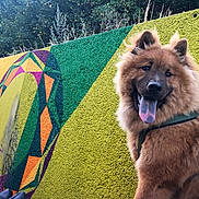 Phoxie participe au concours pour gagner de l'argent avec cette photo : animal, architecture, art, bodypart, canine, chow, dog, germanshepherd, grass, husky, mouth, mural, painting, person, pet, plant, puppy, tongue, tree, vegetation