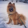 Phoxie participe au concours pour gagner de l'argent avec cette photo : animal, canine, chow, dog, eskimodog, husky, nature, outdoors, person, pet, puppy, snow, walkingdog, whitedog, winter
