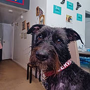 Ziggie is registered to the contest to win money with this photo: beard, black_fur, brown_eyes, brown_fur, close_up, collar, curious, cute, dog, floor, floppy_ears, furniture, hallway, home, indoors, pet, photography, portrait, scruffy, wall_decor