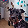 beard, black_fur, brown_eyes, brown_fur, close_up, collar, curious, cute, dog, floor, floppy_ears, furniture, hallway, home, indoors, pet, photography, portrait, scruffy, wall_decor