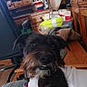 Ziggie joined the competition — help win amazing prizes! animal, black_dog, close_up, clothing, dog, eyes, face, funny, furniture, happy, home, indoors, living_room, nose, pet, portrait, scruffy_dog, snout, teeth, wirehaired_dog