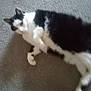cat, black_and_white_cat, indoor, carpet, pet, animal, feline, lying_down, blurred, fur, whiskers, relaxed, paw, sleepy, shadow, domestic_cat, cute, resting, mammal, soft