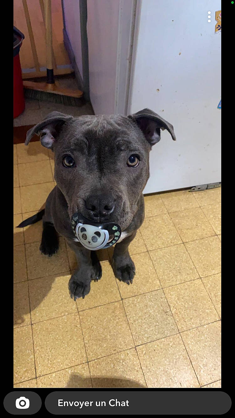 Ivory a rejoint le concours — aidez-le/la à gagner de superbes lots ! borador, canidae, carnivore, companion_dog, dog, dog_breed, dog_collar, fawn, flooring, guard_dog, non_sporting_group, puppy, rectangle, snout, sporting_group, tail, terrestrial_animal, whiskers, working_animal, working_dog