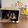 Reba is registered to the contest to win money with this photo: animal, bananas, calico, cardboard_box, cat, close_up, cozy, curious, domestic_animal, feline, household, indoor, paws, pet, pets, snack_bag, still_life, table, whiskers, wooden_surface