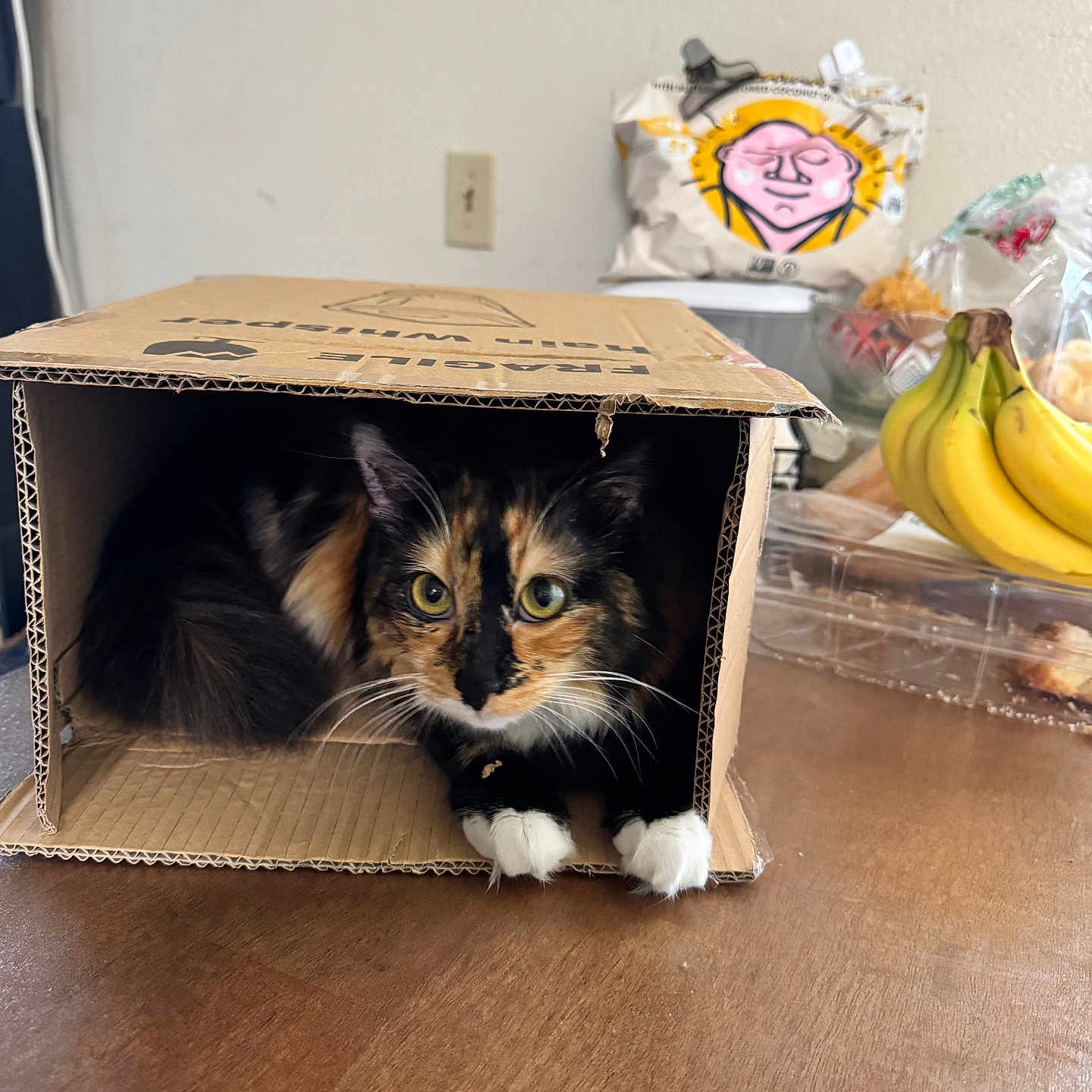 Reba is registered to the contest to win money with this photo: animal, bananas, calico, cardboard_box, cat, close_up, cozy, curious, domestic_animal, feline, household, indoor, paws, pet, pets, snack_bag, still_life, table, whiskers, wooden_surface