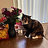 Reba is registered to the contest to win money with this photo: bag, calico_cat, cat, chips, closeup, daylight, domestic_animal, flowers, fluffy, furniture, indoor, leaf, pet, plant, sitting, still_life, table, vase, window_blinds, wooden_surface