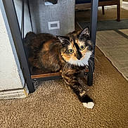 Reba joined the competition — help win amazing prizes! animal, carpet, cat, cozy, curious, cute, eye_contact, feline, furniture, home, indoor, living_room, metal, paw, pet, relaxed, shelf, stretching, tortoiseshell, wood