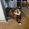 animal, carpet, cat, cozy, curious, cute, eye_contact, feline, furniture, home, indoor, living_room, metal, paw, pet, relaxed, shelf, stretching, tortoiseshell, wood