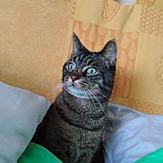 Malow a rejoint le concours — aidez-le/la à gagner de superbes lots ! alert, animal, bed, blanket, blue_eyes, cat, cozy, curious, domestic, ears, feline, home, indoor, orange_wall, pet, pillows, sitting, sun_motif, tabby, whiskers
