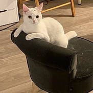 Hoka participe au concours pour gagner de l'argent avec cette photo : angora, animal, armchair, cat, chair, chaise, furniture, hardwood, pet, wood