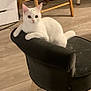 angora, animal, armchair, cat, chair, chaise, furniture, hardwood, pet, wood
