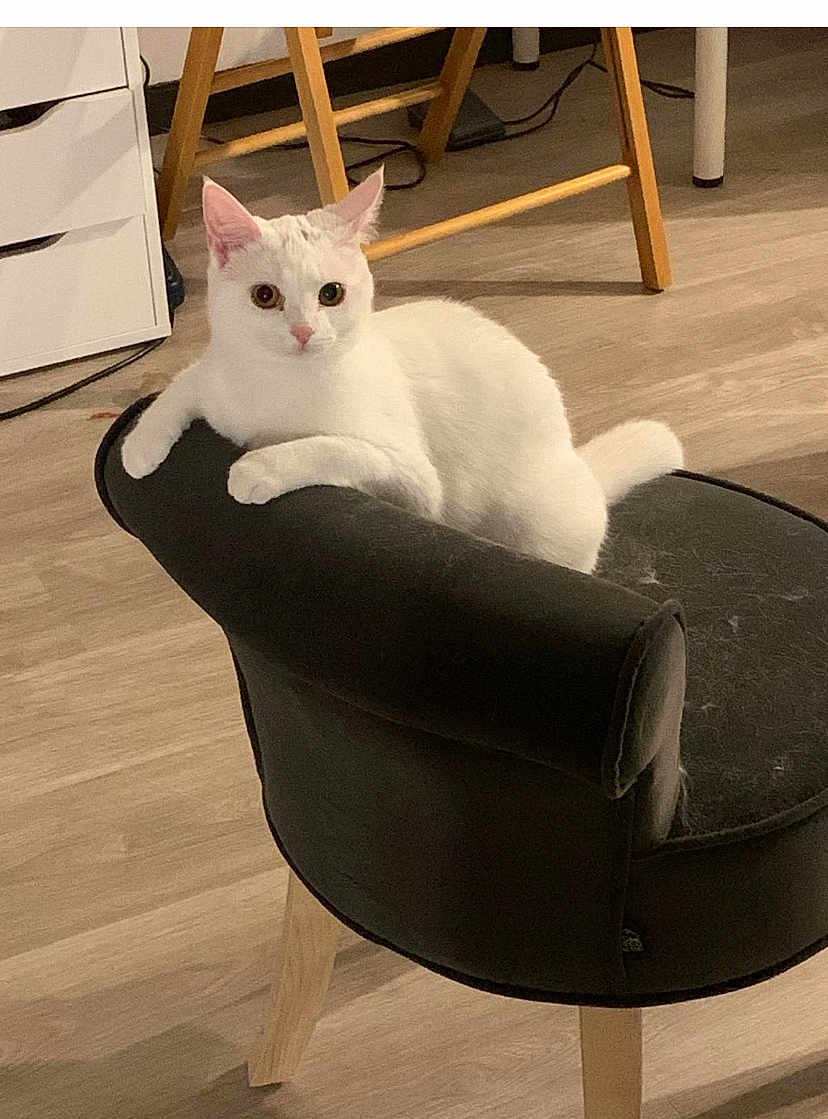 Hoka participe au concours pour gagner de l'argent avec cette photo : angora, animal, armchair, cat, chair, chaise, furniture, hardwood, pet, wood