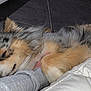Rodley a rejoint le concours — aidez-le/la à gagner de superbes lots ! dog, sleeping, fluffy, resting, paw, fur, indoor, cozy, couch, human_arm, relaxation, comfort, pet, animal, closeup, floor, calm, domestic, companionship, friendship