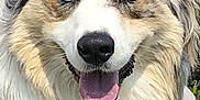 Rodley participe au concours pour gagner de l'argent avec cette photo : dog, australian_shepherd, heterochromia, blue_eye, brown_eye, tongue_out, happy, close_up, fur, pet, canine, animal, outdoor, portrait, fluffy, smiling, ears, face, nature, friendly