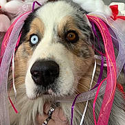 Rodley participe au concours pour gagner de l'argent avec cette photo : dog, close_up, heterochromia, blue_eye, brown_eye, ribbons, tulle, fluffy_fur, pet, portrait, hand, rings, festive, colorful, whimsical, cute, animal, indoors, decorations, expression