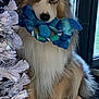 Rodley participe au concours pour gagner de l'argent avec cette photo : dog, australian_shepherd, heterochromia, blue_eye, brown_eye, plush_toy, christmas_tree, white_tree, indoor, window, pet, animal, fur, sitting, toy, holiday, decor, cute, waiting, companion
