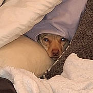 Runtz joined the competition — help win amazing prizes! dog, face, blanket, pillow, cozy, indoors, fur, snuggling, resting, cute, pet, animal, comfort, warm, hidden, sleepy, brown, soft, texture, relaxed