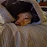 Runtz is registered to the contest to win money with this photo: dog, blanket, bed, striped_bedspread, cozy, sleepy, indoor, warm, furniture, headboard, soft_lighting, nose, fur, resting, comfort, animal, pet, closeup, relaxation, snug