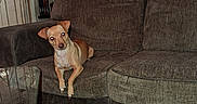 Runtz is registered to the contest to win money with this photo: dog, couch, living_room, curtains, window, glass_table, carpet, artificial_tree, wood_floor, furniture, pet, brown, indoor, cozy, home, small_dog, head_tilt, looking, animal, relaxing