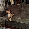 dog, couch, living_room, curtains, window, glass_table, carpet, artificial_tree, wood_floor, furniture, pet, brown, indoor, cozy, home, small_dog, head_tilt, looking, animal, relaxing