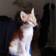 Freya a rejoint le concours — aidez-le/la à gagner de superbes lots ! cat, calico, pet, indoor, furniture, blue_couch, curious, sitting, whiskers, ears, alert, animal, domestic_cat, side_view, cozy, home, decor, flower, soft_light, portrait