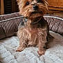 dog, yorkshire_terrier, pet, small_dog, fur, bed, indoor, cozy, curious, animal, cute, fluffy, canine, collar, brown, black, soft_texture, wooden_furniture, portrait, companion