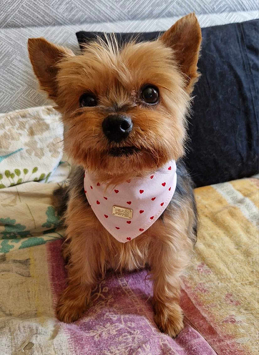 Gaby a rejoint le concours — aidez-le/la à gagner de superbes lots ! dog, small_dog, bandana, heart_pattern, pet, cute, fluffy, ears, sitting, quilt, indoor, fur, animal, portrait, friendly, brown_fur, black_nose, alert, companion, adorable