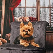 Gaby a rejoint le concours — aidez-le/la à gagner de superbes lots ! animal, book, bookshelf, chair, cozy, curtains, decor, dog, forest, fur, indoor, pet, plush, small_dog, snow, teddy_bear, window, winter, wood_floor, yorkshire_terrier