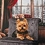 dog, yorkshire_terrier, chair, plush, teddy_bear, window, curtains, bookshelf, book, indoor, pet, fur, small_dog, cozy, winter, snow, forest, wood_floor, decor, animal