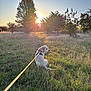 Mango joined the competition — help win amazing prizes! dog, golden_retriever, leash, grass, field, sunset, trees, nature, outdoor, animal, pet, canine, sunlight, sky, greenery, peaceful, sitting, harness, back_view, scenic