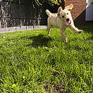 Mango is registered to the contest to win money with this photo: dog, puppy, golden_retriever, grass, yard, sunlight, playful, ball, pet, outdoor, running, happy, greenery, brick_wall, fence, door, ears, cute, animal, summer