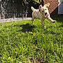 dog, puppy, golden_retriever, grass, yard, sunlight, playful, ball, pet, outdoor, running, happy, greenery, brick_wall, fence, door, ears, cute, animal, summer