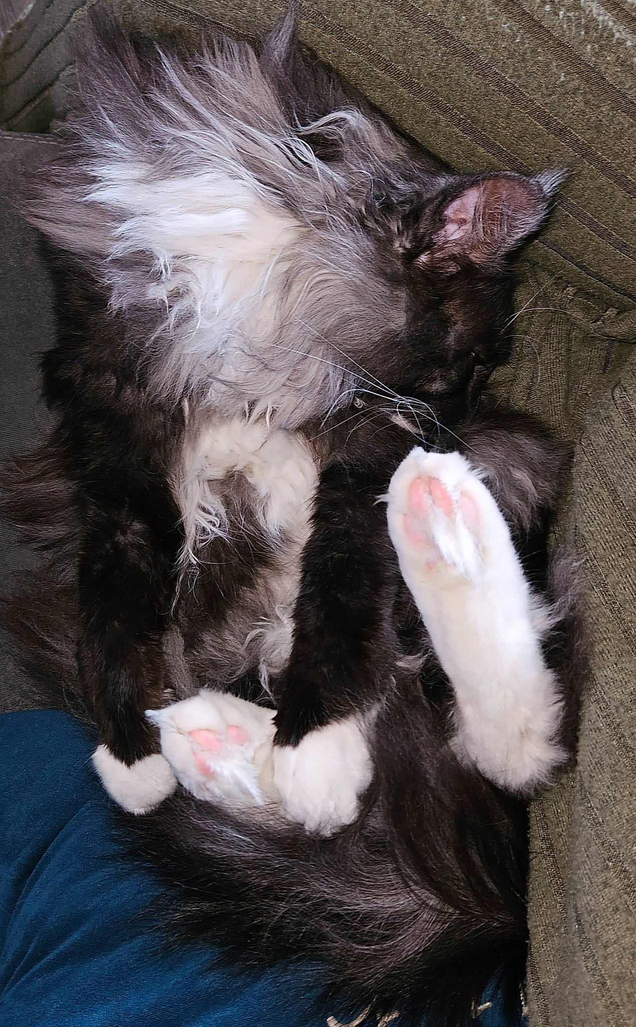 Uriel participe au concours pour gagner de l'argent avec cette photo : canidae, carnivore, cat, claw, comfort, dog_breed, domestic_short_haired_cat, ear, eye, fawn, felidae, foot, fur, gesture, nail, paw, small_to_medium_sized_cats, tail, whiskers