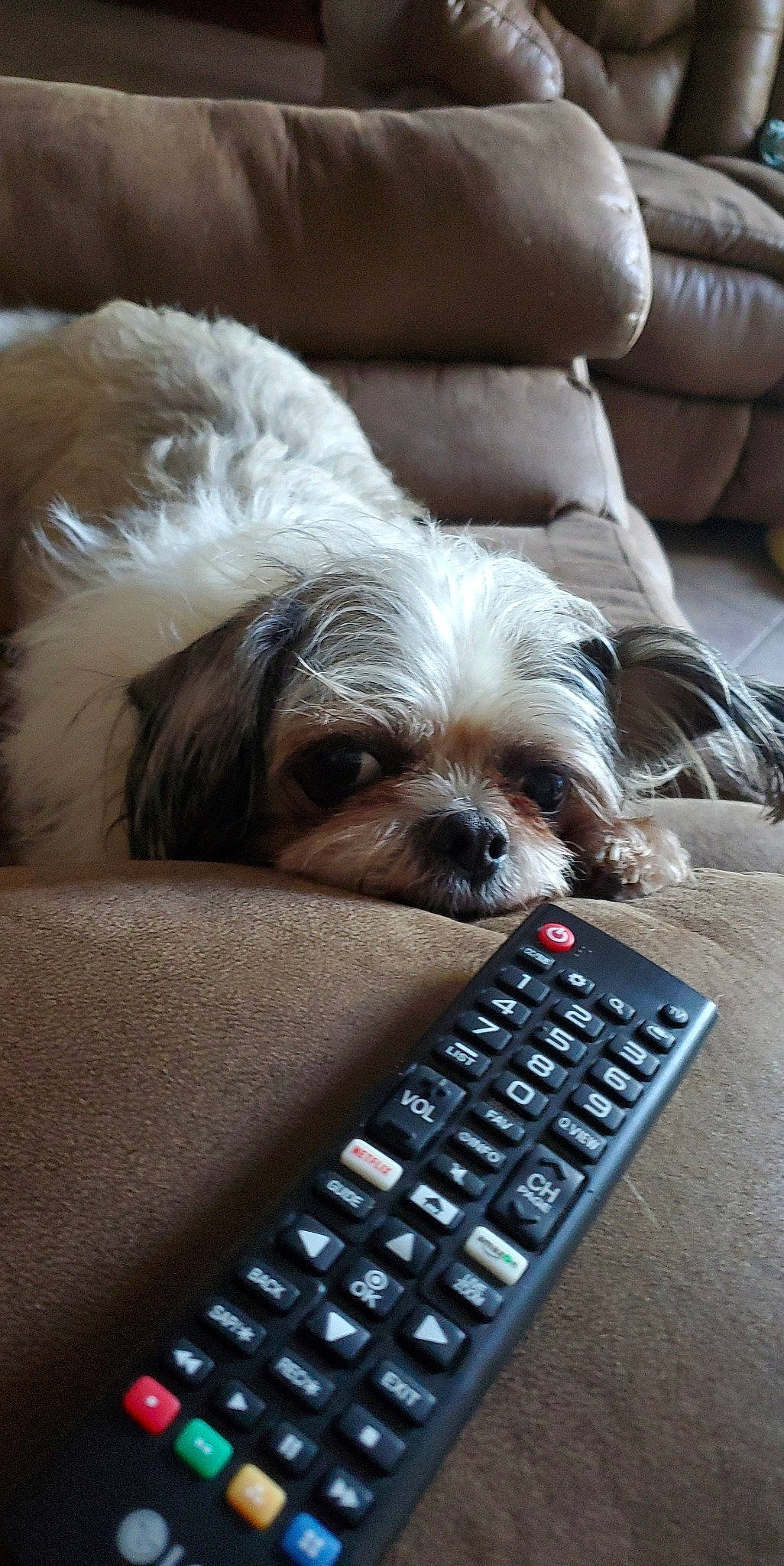 Alexander joined the competition — help win amazing prizes! canidae, carnivore, cavachon, chinese_imperial_dog, companion_dog, dog, dog_breed, lhasa_apso, lowchen, mammal, morkie, puppy, puppy_love, shih_tzu, small_terrier, snout, tibetan_terrier, toy_dog, vertebrate, yorkshire_terrier