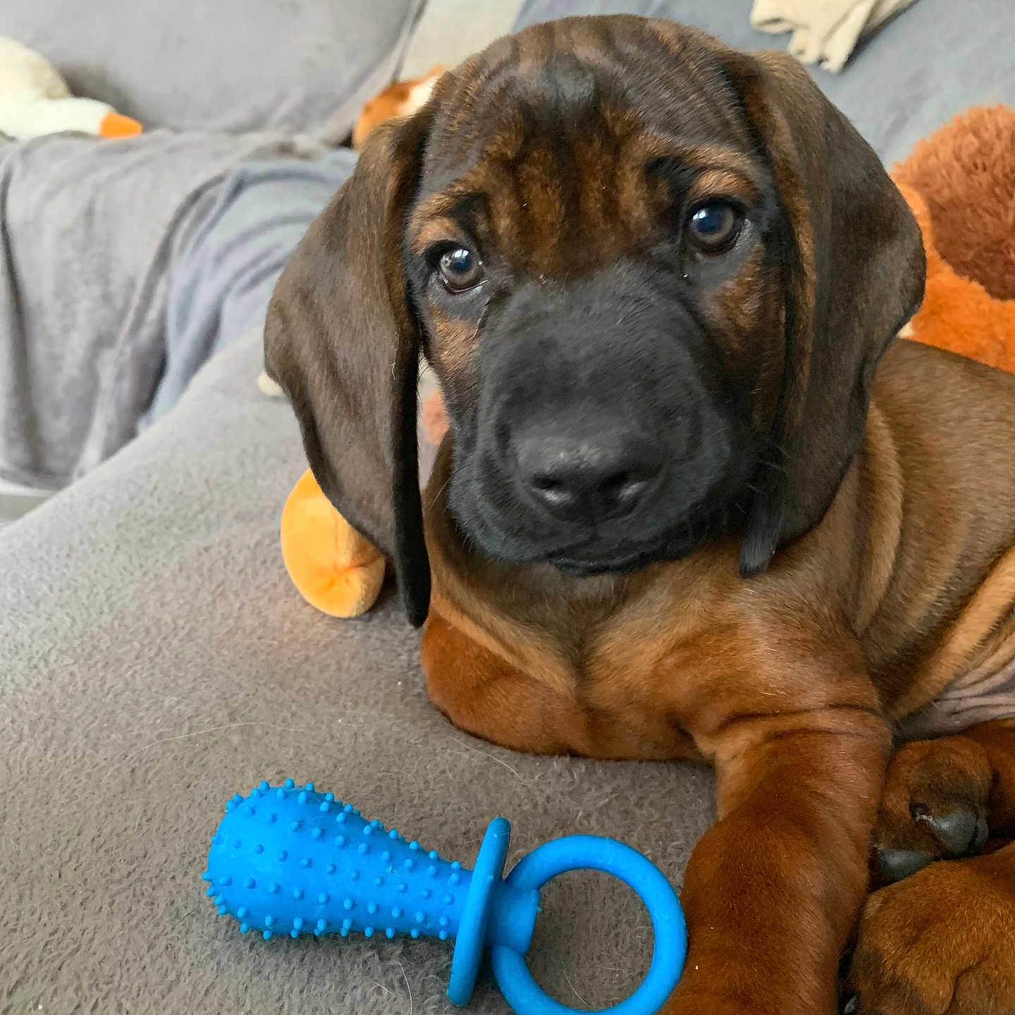 Bosko a rejoint le concours — aidez-le/la à gagner de superbes lots ! puppy, dog, brown, indoor, couch, toy, blue_toy, pet, closeup, fur, paw, relaxed, cute, animal, young, companion, home, soft_furniture, portrait, laying