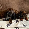animal, blanket, brown_coat, companion, couch, cozy, cute, dog, domestic, floppy_ears, fur, indoor, older_dog, paw, pet, puppy, relaxed, resting, snuggling, star_pattern