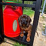 Bosko participe au concours pour gagner de l'argent avec cette photo : animal, black_metal, brown_dog, curious, cute, dog, floppy_ears, garden, gas_cylinder, grass, ground, hedge, metal_shelf, outdoor, pet, puppy, red_cylinder, small_dog, sunny_day, young_dog
