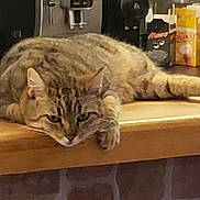 Louna a rejoint le concours — aidez-le/la à gagner de superbes lots ! appliance, brown, cat, coffee_machine, domestic, ears, feline, fur, household, indoor, kitchen_counter, lying_down, pet, relaxed, resting, snack_boxes, striped, tabby, table, whiskers