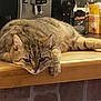 appliance, brown, cat, coffee_machine, domestic, ears, feline, fur, household, indoor, kitchen_counter, lying_down, pet, relaxed, resting, snack_boxes, striped, tabby, table, whiskers