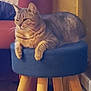Louna a rejoint le concours — aidez-le/la à gagner de superbes lots ! animal, blue_cushion, brown, cat, cozy, four_legs, fur, furniture, home, indoor, orange, pet, relaxed, resting, seated, stool, striped, tabby_cat, whiskers, wooden_legs