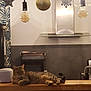 Louna a rejoint le concours — aidez-le/la à gagner de superbes lots ! animal, appliance, cat, counter, decor, feline, home, indoor, kitchen, lamp, light_bulb, metal, modern, pet, plant, relaxed, resting, sink, tabby, wooden_countertop